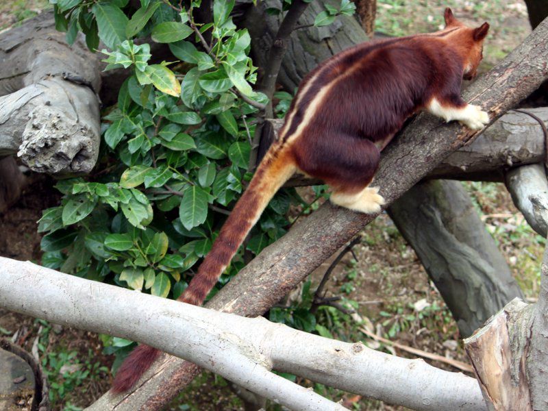 �Z�X�W�L�m�{���J���K���[�i�w�ؖؓo��Kangaroo�j