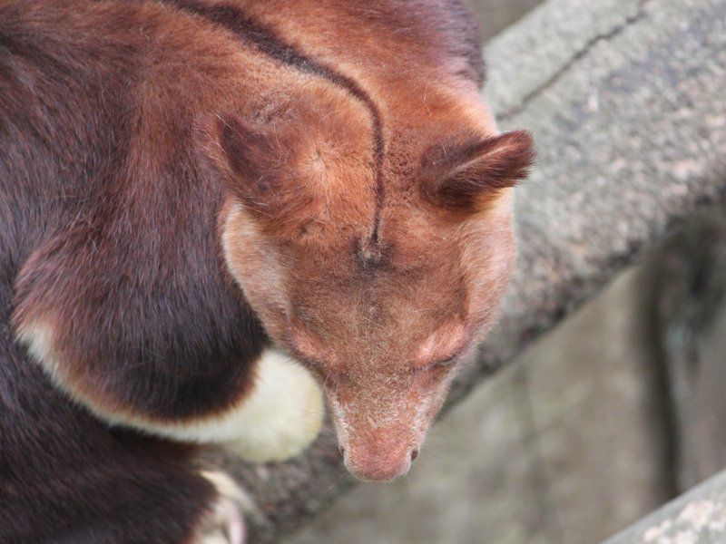 �Z�X�W�L�m�{���J���K���[�i�w�ؖؓo��Kangaroo�j