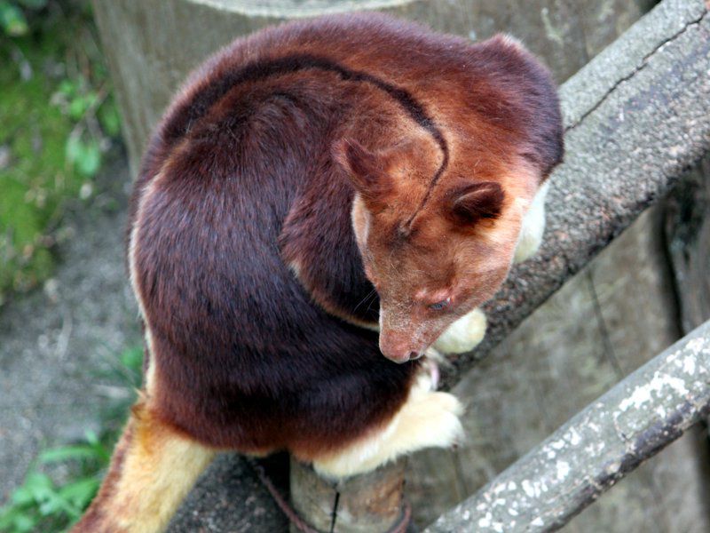 �Z�X�W�L�m�{���J���K���[�i�w�ؖؓo��Kangaroo�j