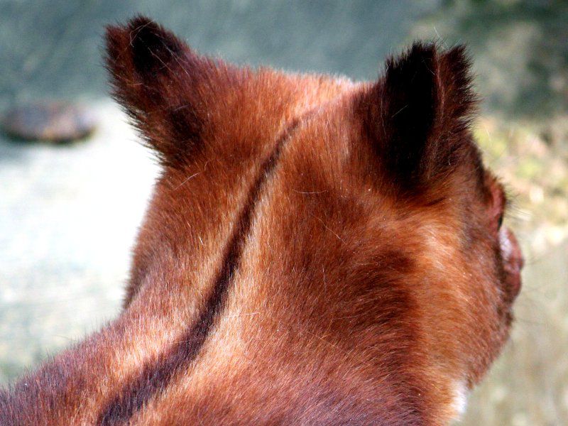 �Z�X�W�L�m�{���J���K���[�i�w�ؖؓo��Kangaroo�j