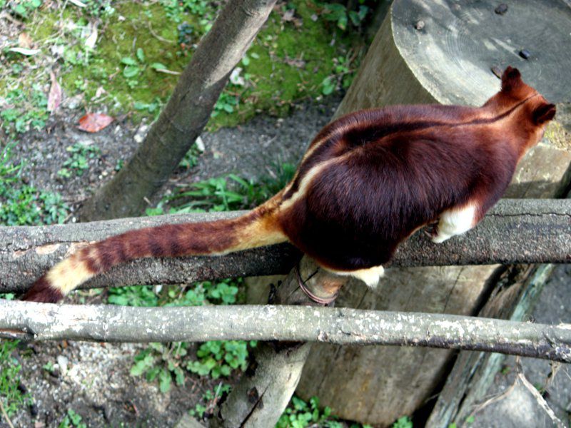 �Z�X�W�L�m�{���J���K���[�i�w�ؖؓo��Kangaroo�j