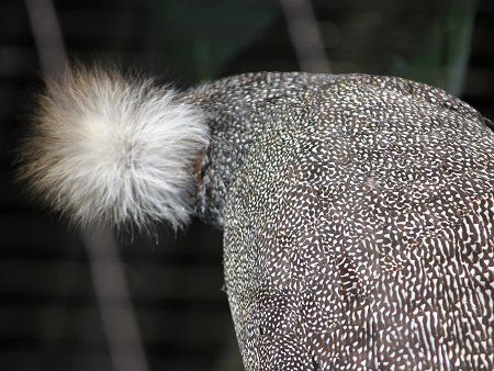 �J�������Z�C�����i�����a�j