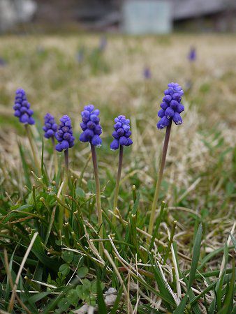 ���X�J���iMuscari�j