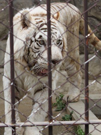 �x���K���iBengal tiger�j