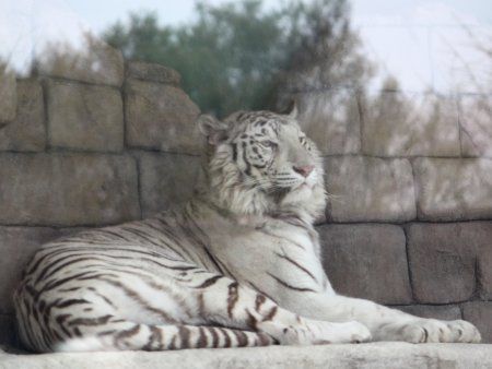 �x���K���iBengal tiger�j