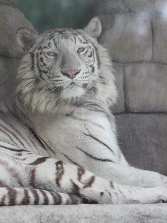 �x���K���iBengal tiger�j