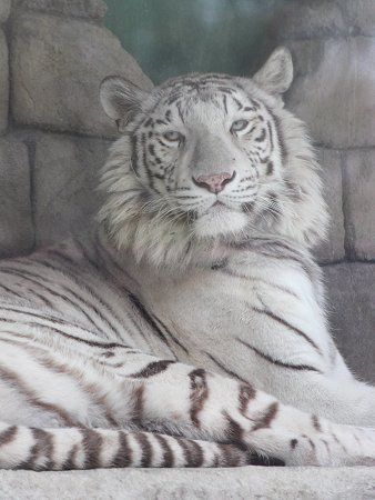 �x���K���iBengal tiger�j