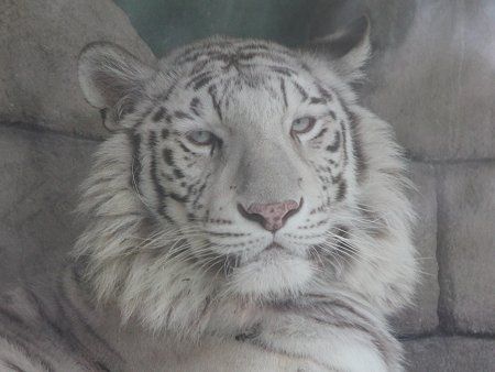 �x���K���iBengal tiger�j