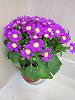 �T�C�l���A(Cineraria)