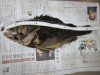 �މ�-�����\�C22cm