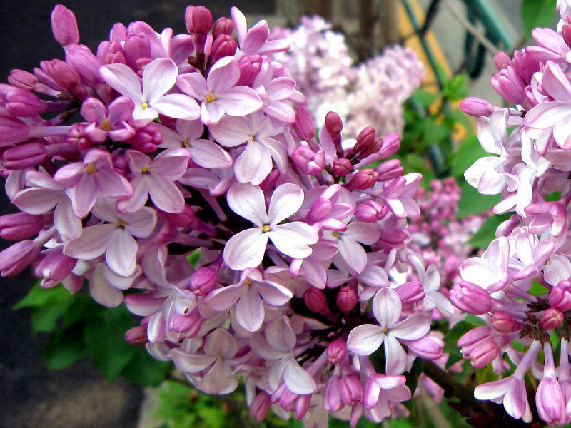 ���C���b�N(Lilac)