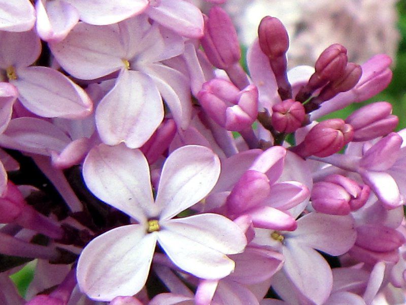 ���C���b�N(Lilac)