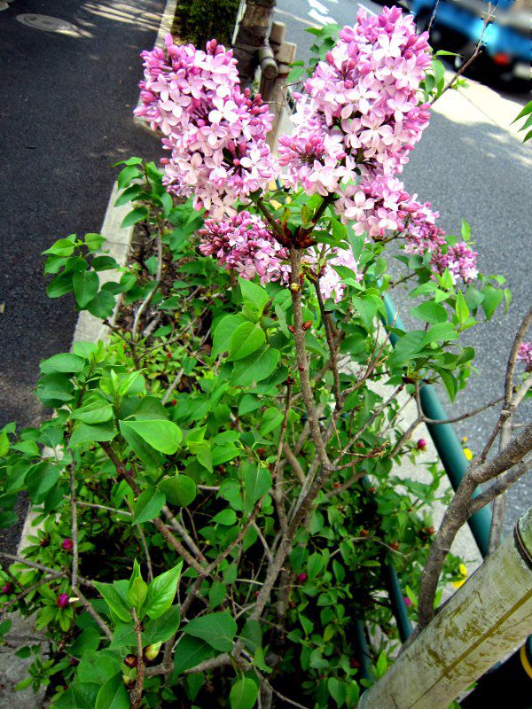 ���C���b�N(Lilac)