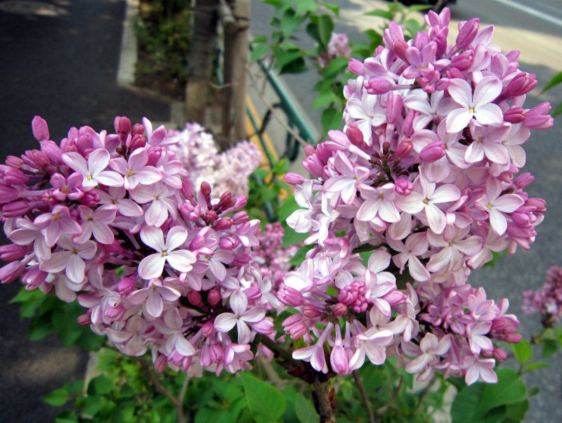 ���C���b�N(Lilac)