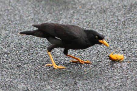 �}�C�i�E�o�[�h(Myna bird)