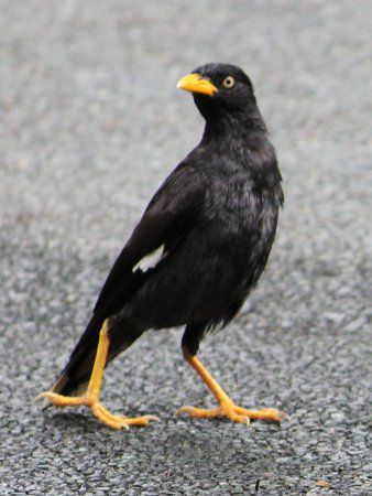 �}�C�i�E�o�[�h(Myna bird)