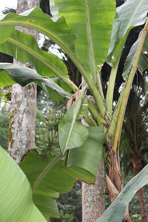 �o�i�i(Banana)�̎�