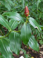 �R�X�^�X�E�X�s�����X 'Strawberry Bud'