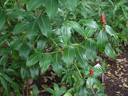 �R�X�^�X�E�X�s�����X 'Strawberry Bud'