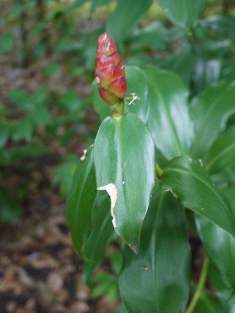�R�X�^�X�E�X�s�����X(Costus spiralis  'Strawberry Bud')