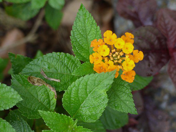 Lantana camara(�����^�i �E�J�}��) 
