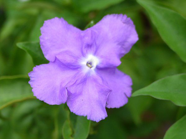 �u�����t�F���V�A�E�J���V�i(Brunfelsia calycina)