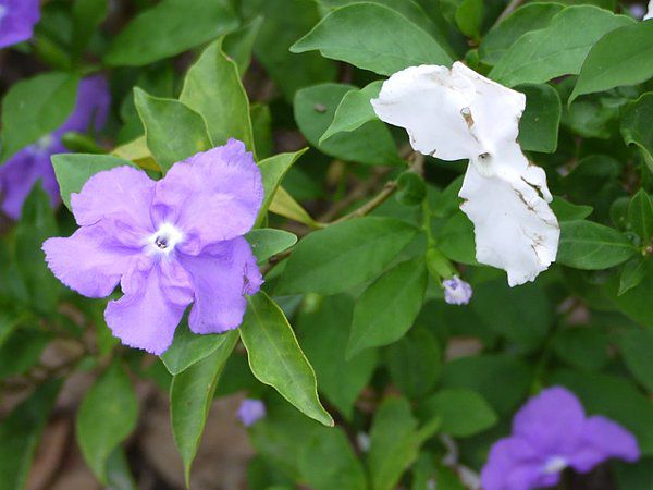 �u�����t�F���V�A�E�J���V�i(Brunfelsia calycina)