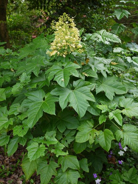 �N�����f���h�����E�X�y�L�I�[�T���iClerodendrum speciosum�j