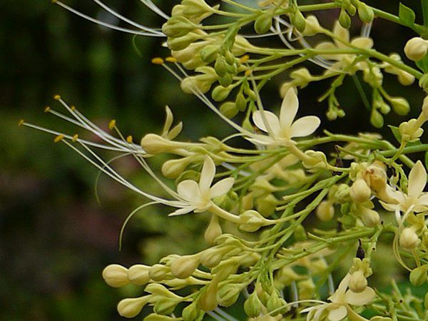Clerodendrum paniculatum 'Aiba'