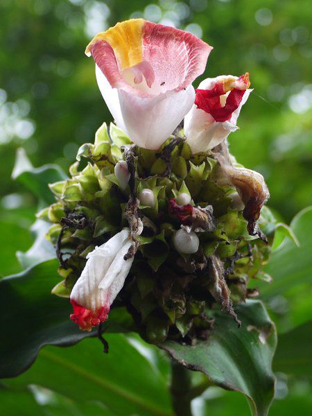 �R�X�^�X�E���J�k�V�A�k�X(Costus lucanusianus)
