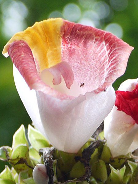 �R�X�^�X�E���J�k�V�A�k�X(Costus lucanusianus)