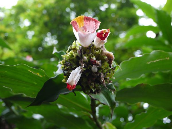 �R�X�c�X�E���J�k�V�A�k�X(Costus lucanusianus)