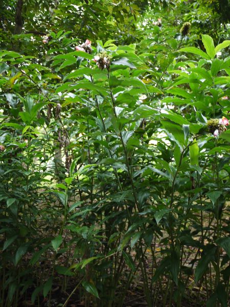 �R�X�c�X�E���J�k�V�A�k�X(Costus lucanusianus)