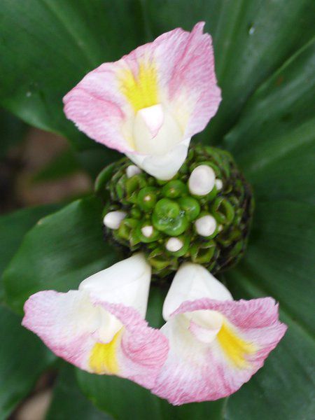 �R�X�c�X�E���J�k�V�A�k�X(Costus lucanusianus)