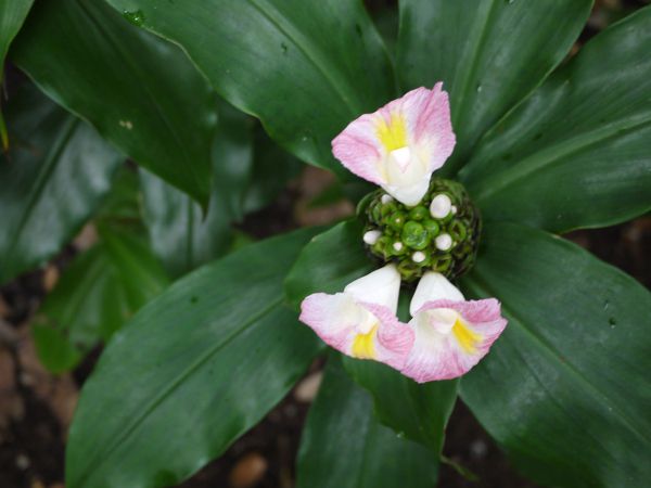 �R�X�^�X�E���J�k�V�A�k�X(Costus lucanusianus)