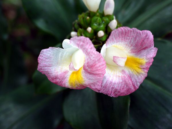 �R�X�c�X�E���J�k�V�A�k�X(Costus lucanusianus)