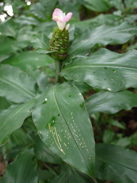 �R�X�^�X�E���J�k�V�A�k�X(Costus lucanusianus)