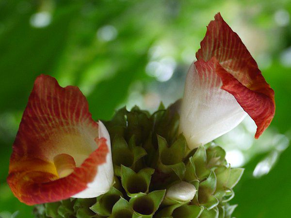 �R�X�^�X�E�X�s�����X(Costus spiralis)?