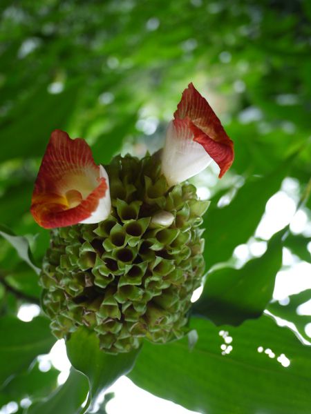 �R�X�^�X�E�X�s�����X(Costus spiralis)
