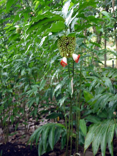 �R�X�^�X�E�X�s�����X(Costus spiralis)