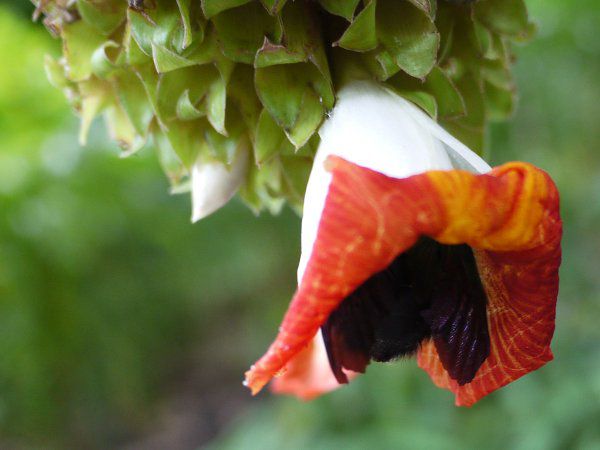 �R�X�^�X�E�X�s�����X(Costus spiralis)