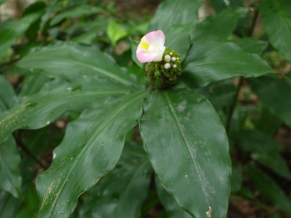 �R�X�c�X�E���J�k�V�A�k�X(Costus lucanusianus)