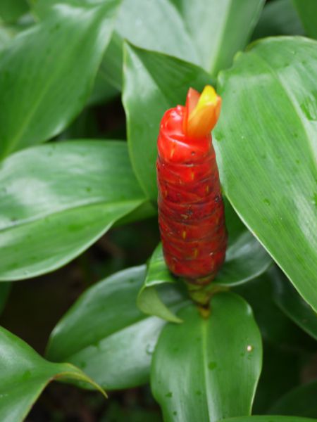 �R�X�^�X(Costus)
