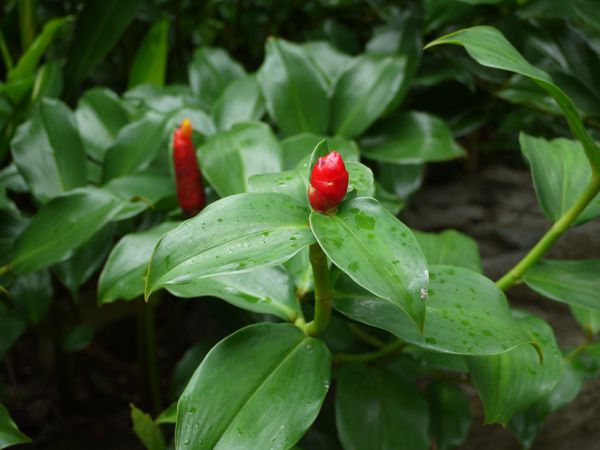 �R�X�^�X�E�X�s�����X�iCostus spiralis 'Strawberry Bud'�j 
