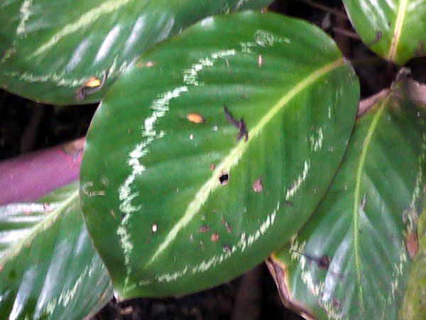 �J���e�A�E���G�Z�l��(Calathea loeseneri)