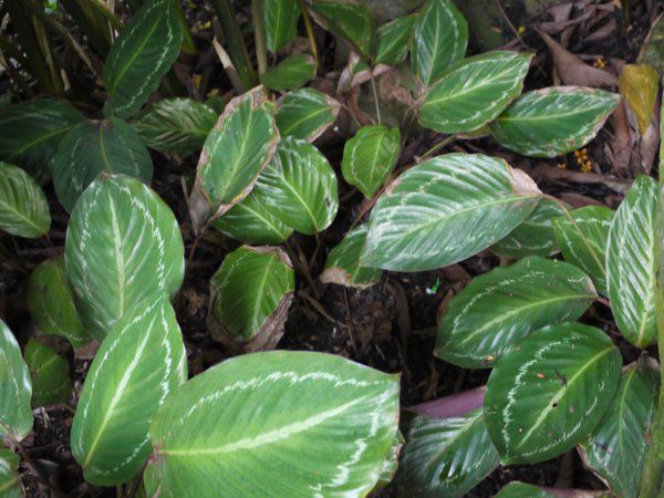 �J���e�A�E���G�Z�l��(Calathea loeseneri)