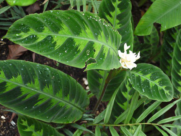 Calathea warscewiczii�i�o���Z�r�b�`�j