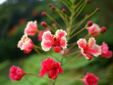 Caesalpinia pulcherrima rosea
