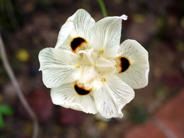 �f�B�G�e�X�E�r�R����(Dietes bicolor)