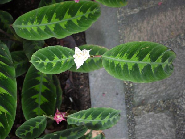 Calathea warscewiczii�i�o���Z�r�b�`�j